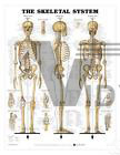 Skeletal System Human Laminated Poster